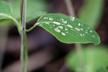 leaf with drops, nacka, sweden, stockholm,sverige