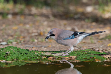 arrendajo euroasiático posado en el suelo del parque junto a una charca​ (Garrulus glandarius) 