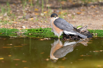 gavilán común (Accipiter nisus)​​ bañándose en la charca del bosque mediterráneo 