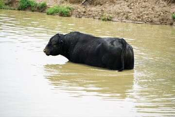 cow in water