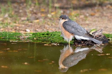 gavilán común​ bañándose en la charca del bosque mediterráneo (Accipiter nisus)