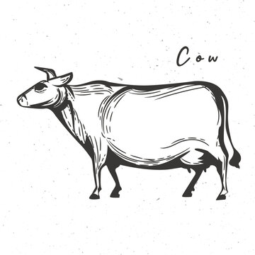 Cow icon. Cow vintage sketch isolated on white background. The farm animal designed for emblems, badges, posters. Vector illustration