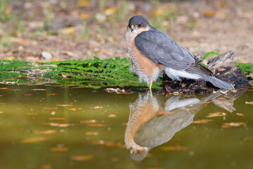 gavilán común bañándose en la charca del bosque mediterráneo (Accipiter nisus)​​