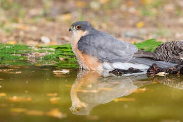gavilán común bañándose en la charca del bosque mediterráneo (Accipiter nisus)​​ 