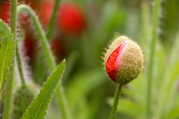 Mohnknospe platzt auf