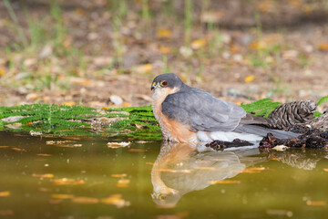 gavilán común (Accipiter nisus)​​ bañándose en la charca del bosque mediterráneo 