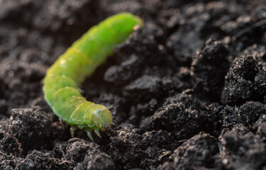 A large green caterpillar creeps on the ground. Selective focus.