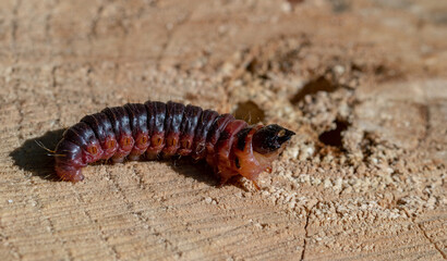 A goat moth caterpillar on a cut of a tree and a burrow she made. Selective focus.