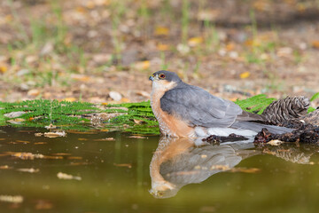 gavilán común bañándose en la charca del bosque mediterráneo (Accipiter nisus)​​ 