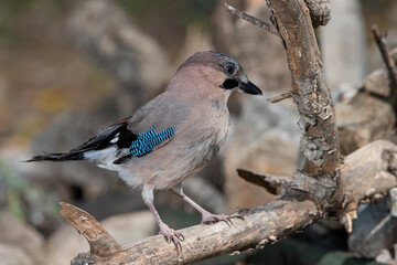 arrendajo euroasiático posado en una rama con líquenes ​(Garrulus glandarius)