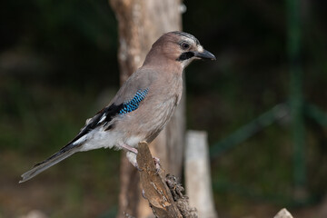 arrendajo euroasiático​ (Garrulus glandarius) posado en una rama con líquenes 