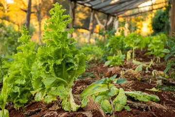 lechuga