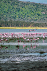 Nakuru National Park Safari Tour