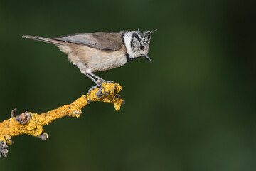herrerillo capuchino (Lophophanes cristatus) posado en una rama con líquenes 