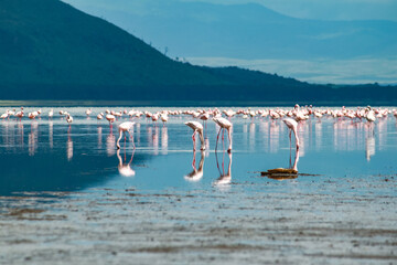 Nakuru National Park Safari Tour