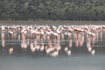 Nakuru National Park Safari Tour