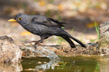 mirlo común en el estanque del parque (Turdus merula)