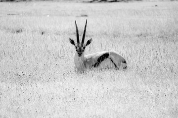 Nakuru National Park Safari Tour