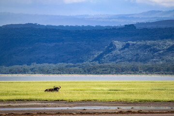 Obraz premium Nakuru National Park Safari Tour