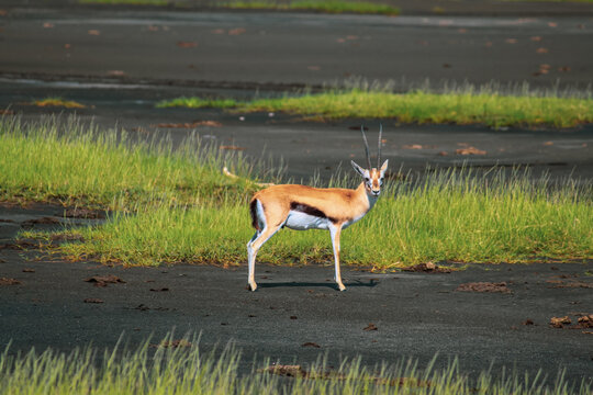 Nakuru National Park Safari Tour