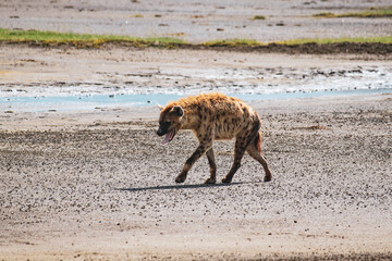 Nakuru National Park Safari Tour