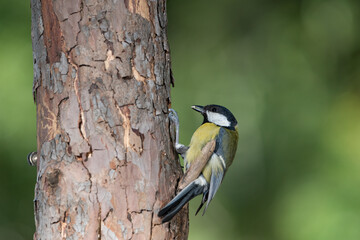 Naklejka premium carbonero común (Parus major) posado en un tronco