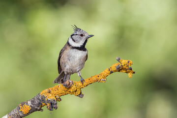 herrerillo capuchino (Lophophanes cristatus) posado en una rama con líquenes 