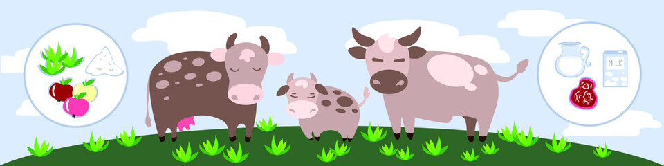 Cow, bull and calf graze in a clearing. minimalistic infographics for children. What cows eat: grass, apples, mixed fodder. what they give: meat, milk. Vector stock illustration.
