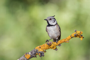 herrerillo capuchino (Lophophanes cristatus) posado en una rama con líquenes 