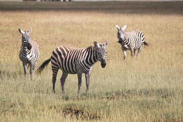 Fototapeta na wymiar Nakuru National Park Safari Tour