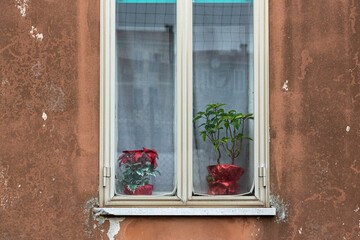 Zwei Weihnachtssterne mit Plastikgrün stehen hinter einer Gardine in einem Fenster. Die Blumentöpfe sind mit rotem Glanzpapier umwickelt.