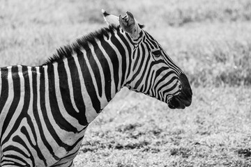 Fototapeta na wymiar Nakuru National Park Safari Tour