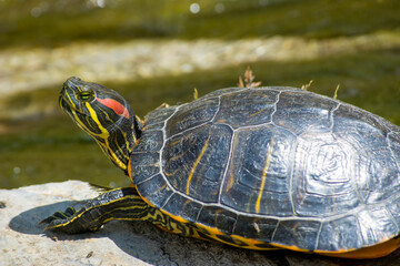 Obraz premium Turtle in the park. Close-up turtle. Animals in the botanical park. Little cute turtle near the lake.