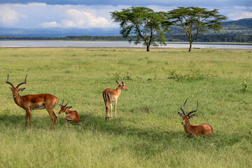 Nakuru National Park Safari Tour
