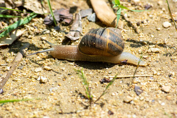 Close-up slug. Slug on the ground. Selective focus. Space for text.