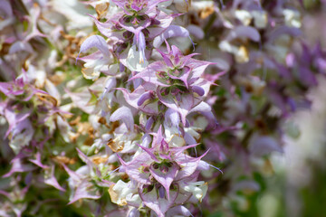 Close-up flowers in soft colors, pink tones. Fragrant flowers in the botanical park. Endemic plants. Fragrant and beautifully colored flowers. Selective focus.