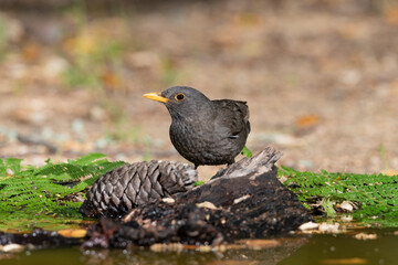 mirlo común en el estanque del parque (Turdus merula) 