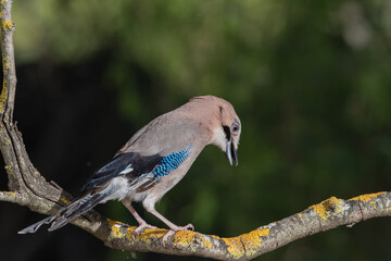 arrendajo euroasiático​ (Garrulus glandarius) posado en una rama con líquenes 