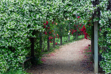 A beautiful road with jasmine flower and red roses. Fragrances and colorful flowers in the botanical park. Walkway with flowers. Selective focus.