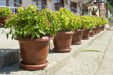 Clay flower pots with small purple flowers and green leaves. They stand in a row from left to right on one rung of the stairs in front of a pink building. In the background there is a staircase