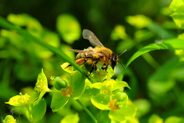 Naturfoto Impression mit Biene auf gelbgrüner Blüte von Wolfsmilch - Stockfoto