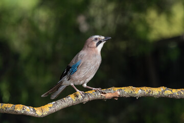 arrendajo euroasiático​ (Garrulus glandarius) posado en una rama con líquenes 
