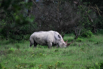 Fototapeta premium Nakuru National Park Safari Tour