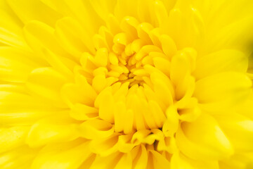  yellow chrysanthemums isolated on yellow bachground.