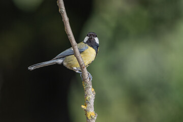 carbonero común (Parus major) posado en una rama
