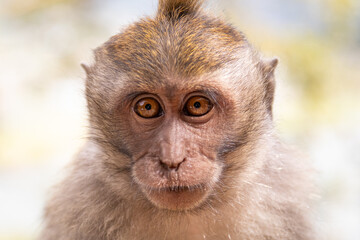 Ein junger Affe in Bali