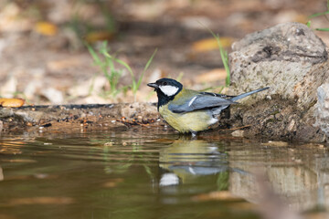 carbonero común bebiendo y bañándose en la charca (Parus major)