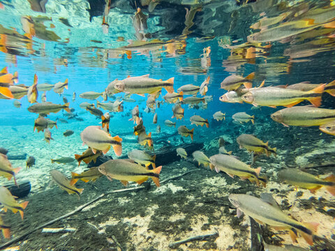Rio da Prata - Bonito MS. Fish in a natural transparent water aquarium. Source of the Rio da Prata
