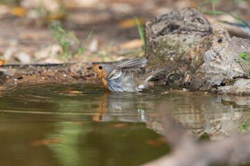 petirrojo europeo (Erithacus rubecula) bañandose en el estanque del parque 