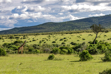 Fototapeta na wymiar Maasai Mara National Park Safari Tour